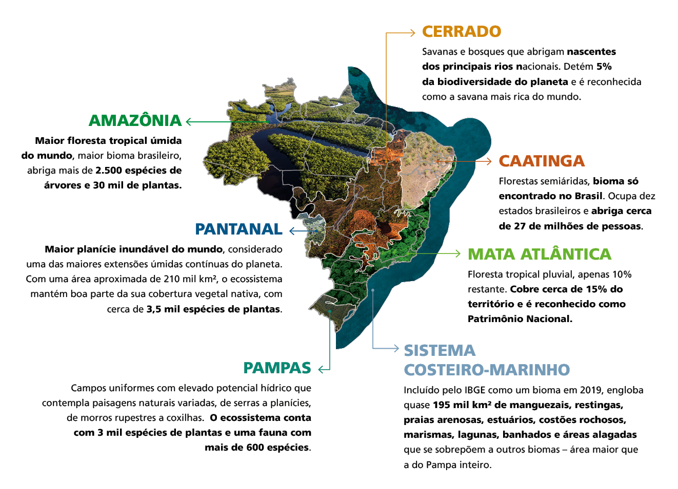 *Amazônia*  Maior floresta tropical úmida do mundo, maior bioma brasileiro, abriga mais de 2.500 espécies de árvores e 30 mil de plantas. *Pantanal* Maior planície inundável do mundo, considerado uma das maiores extensões úmidas contínuas do planeta. Com uma área aproximada de 210 mil km2, o ecossistema mantém boa parte de sua cobertura vegetal nativa, com cerca de 3,5 mil espécies de plantas. *Cerrado* Savanas e bosques que abrigam nascentes dos principais rios nacionais. Detém 5% da biodiversidade do planeta e é reconhecida como a savana mais rica do mundo. *Caatinga*  Florestas semiáridas, bioma só encontrado no Brasil. Ocupa dez estados brasileiros e abriga cerca de 27 de milhões de pessoas. *Mata Atlântica* Floresta tropical pluvial, apenas 10% restante. Cobre cerca de 15% do território e é reconhecido como Patrimônio Nacional. *Pampas* Campos uniformes com elevado potencial hídrico que contempla paisagens naturais variadas, de serras a planícies, de morros rupestres a coxilhas. O ecossistema conta com 3 mil espécies de plantas e uma fauna com mais de 600 espécies. *Sistema Costeiro-Marinho* Incluído pelo IBGE como um bioma em 2019, engloba quase 195 mil km² de manguezais, restingas, praias arenosas, estuários, costões rochosos, marismas, lagunas, banhados e áreas alagadas que se sobrepõem a outros biomas – área maior que a do Pampa inteiro.